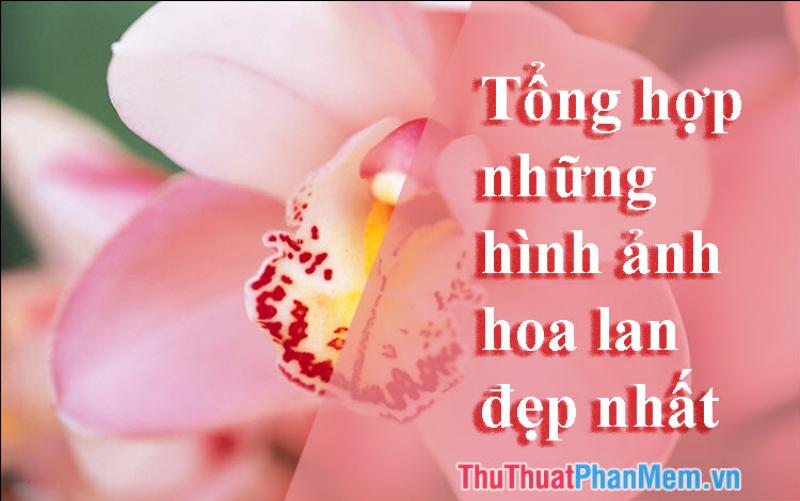Vẻ đẹp mộc mạc nhưng quyến rũ của lan Hồ Điệp rừng